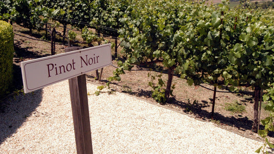 Dia da Pinot Noir: conheça a história, as características e as curiosidades dessa uva fascinante